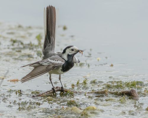 Забота о потомстве