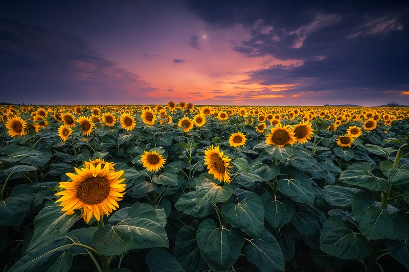 sunflower, fileld, landscape, austria, clouds, sky, moon sunflower field фото превью