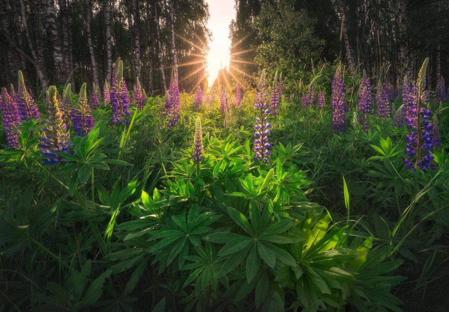wildflower green sunstar Podlasie Poland trees birch, Maciej Warchoł
