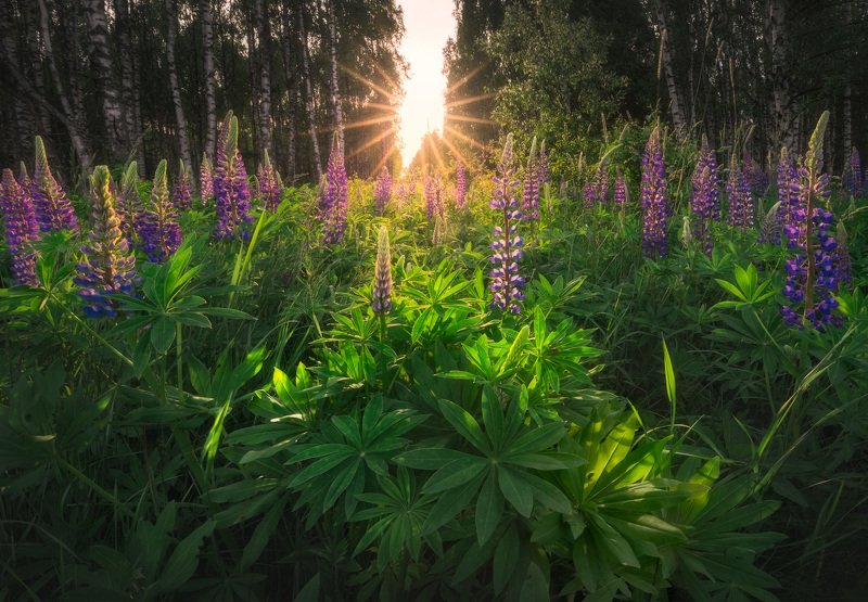 wildflower green sunstar Podlasie Poland trees birch The Lupine spring fest is here... фото превью
