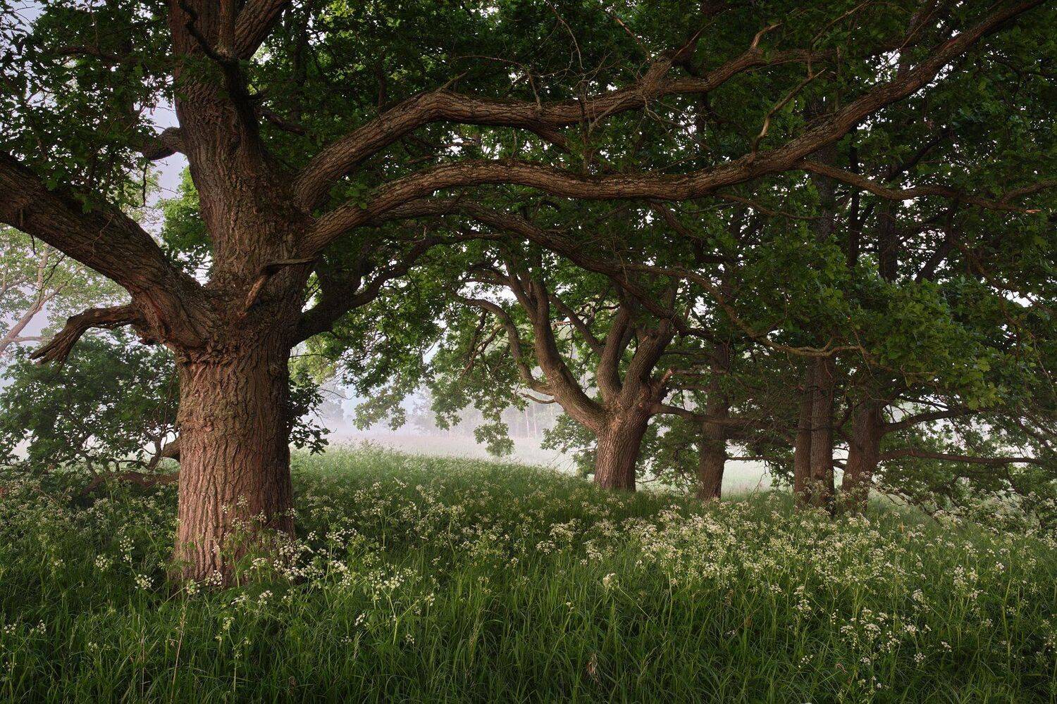 деревья, дубы, Григорий Бельцев