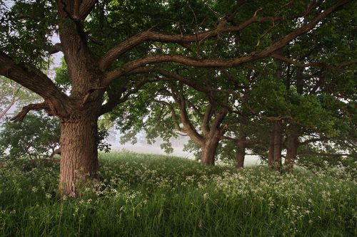 В гостях у великанов