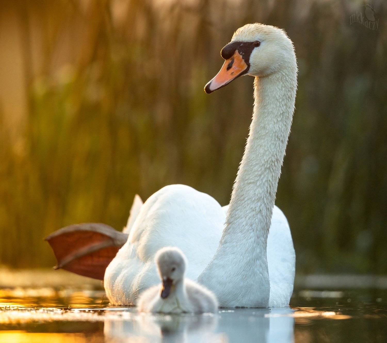 , Marcin Kaczmarkiewicz