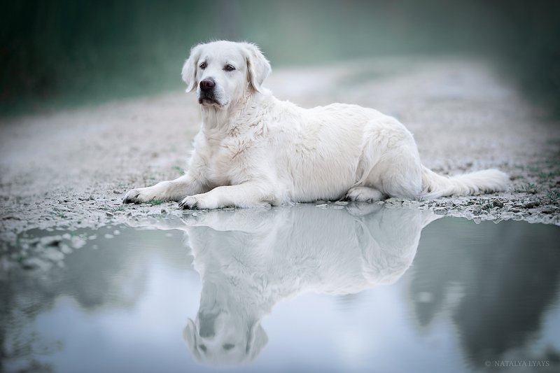 Отражение фото превью