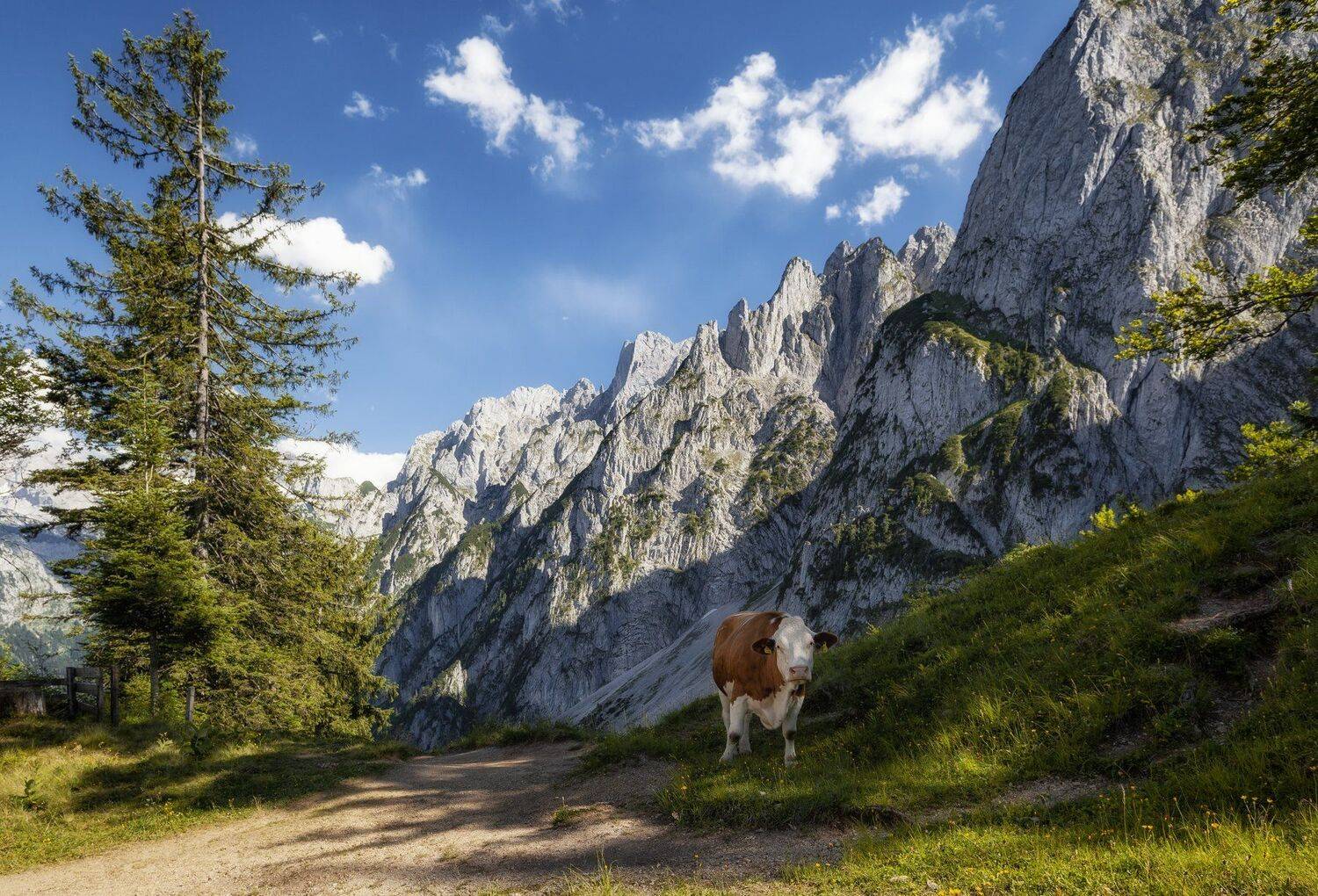 корова, горы, Александр Безмолитвенный