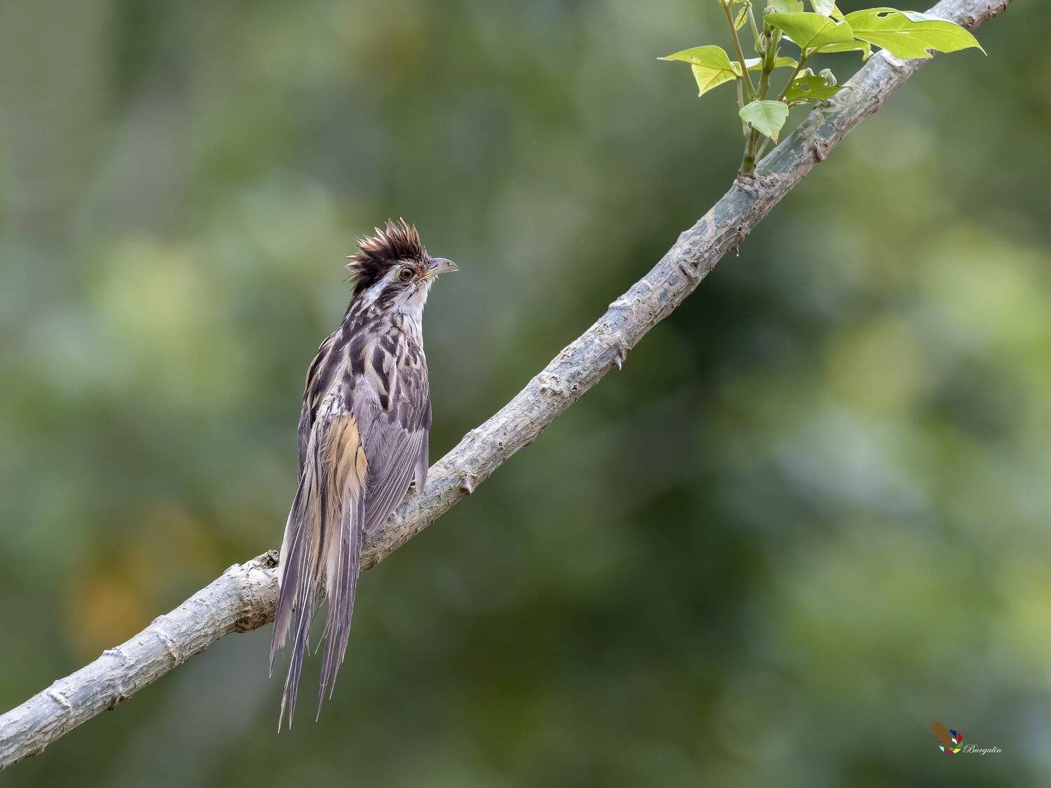 , Fernando Burgalin Sequeira