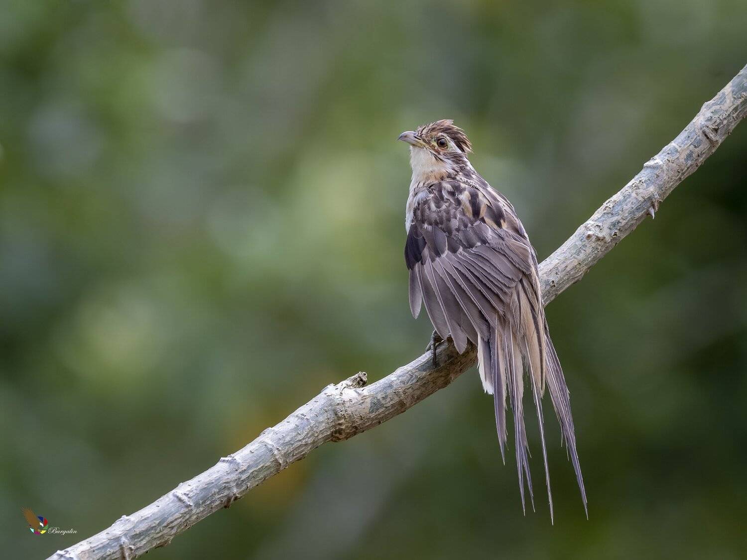 , Fernando Burgalin Sequeira