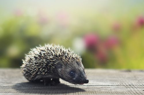 Колючая радость