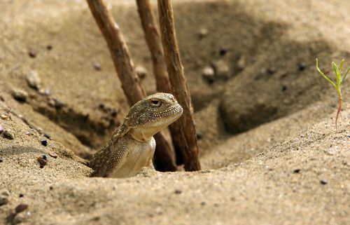 Круглоголовка..