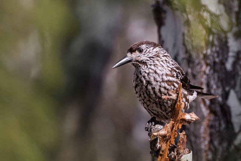 птица, кедровка, лес, кедровка.. фото превью