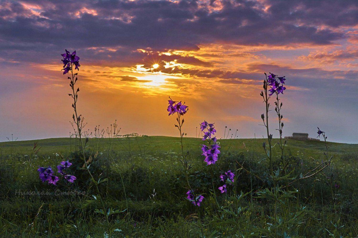 кавказ, горы, лето, колокольчики, Николай Стюбко