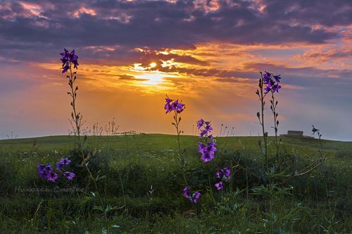 Колокольчики