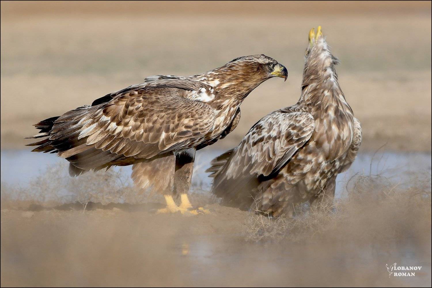 орлан-белохвост, ., заказник, &laquo;степной&raquo;, лобанов, пересвет, Lobanov Roman