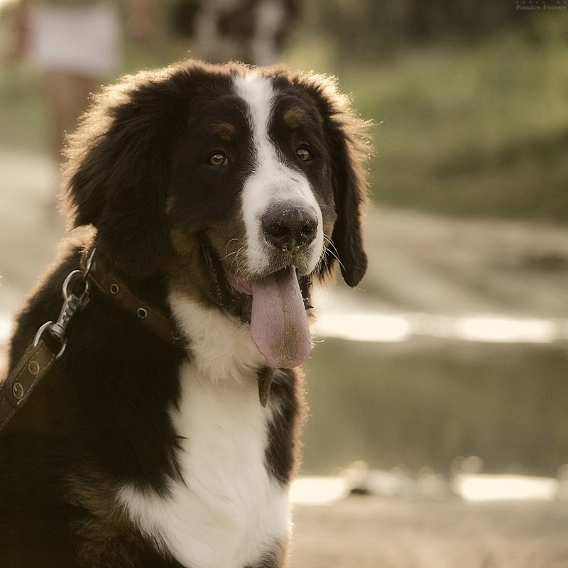 берн, бернский зенненхунд, пес, собака Барон фото превью
