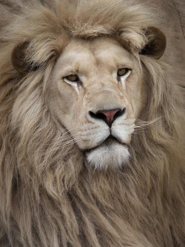Portrait of a proud lion