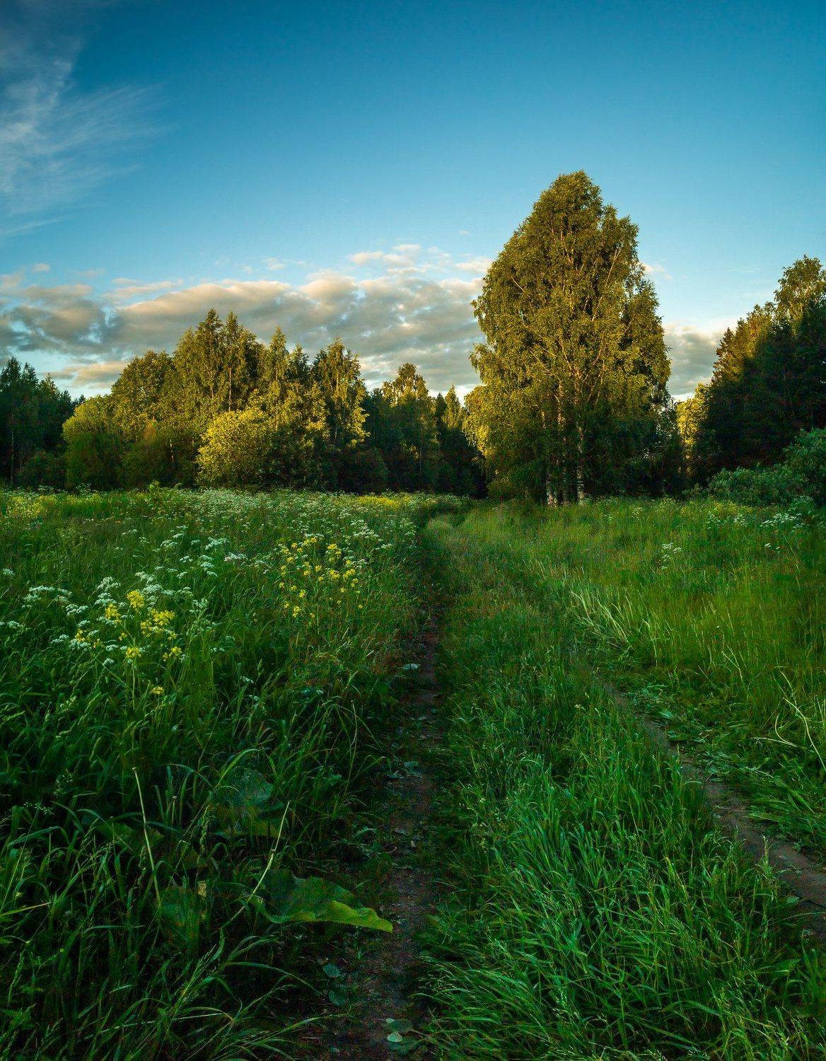 Вятка, пейзаж, тепло, лето, закат, поле, дорога, трава, штиль, небо, облака, вечер, хорошо, деревья, лес, зелень, Панагушин Сергей