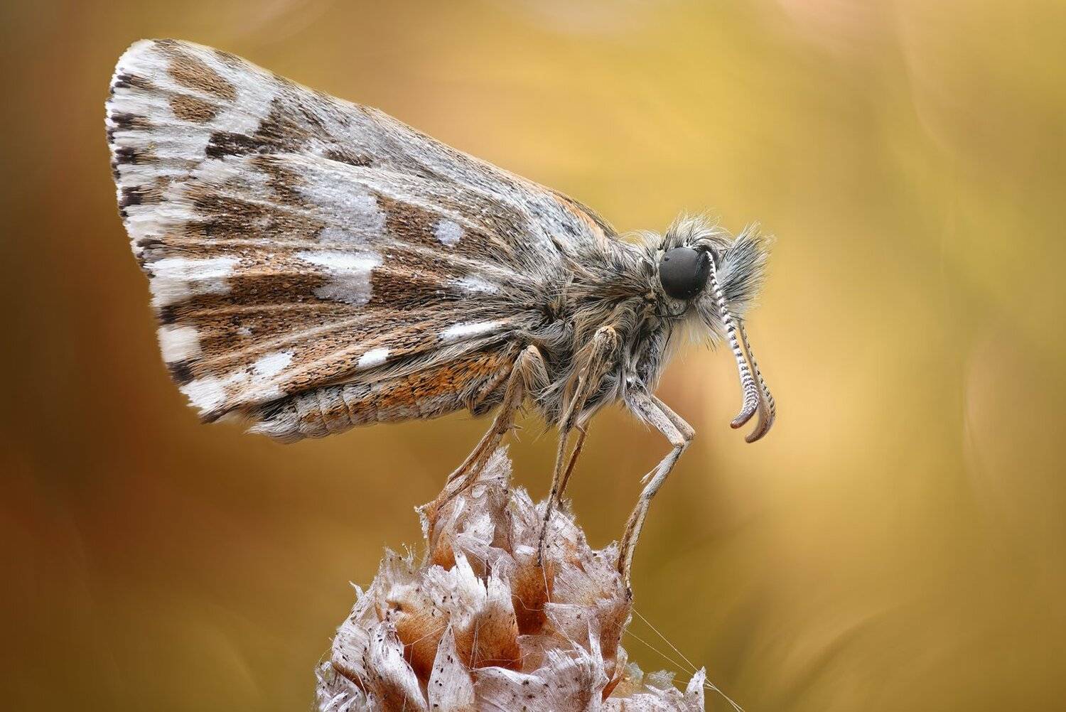 , Кузнецов Дмитрий