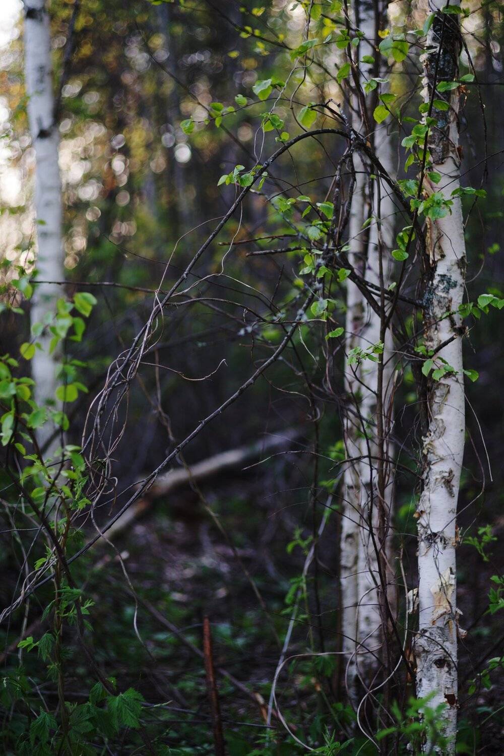 , Алексей Егоров