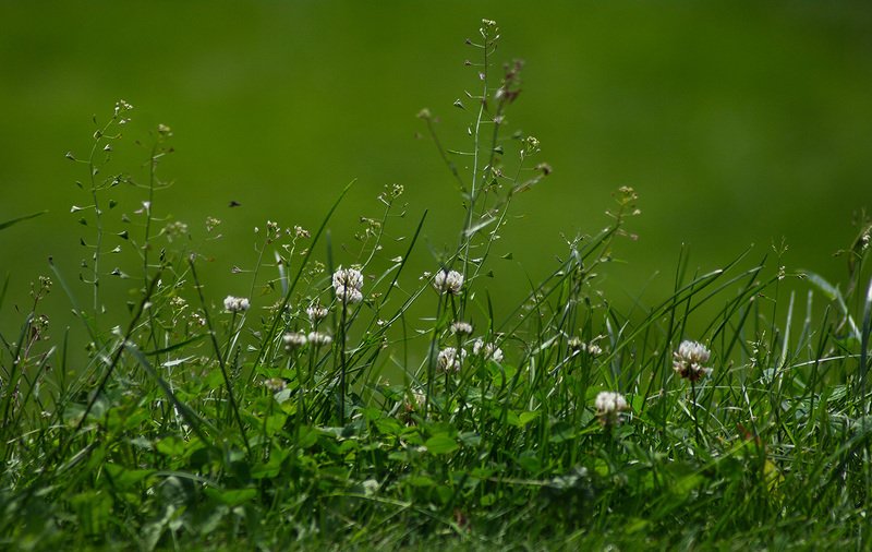 Июнь. В парке фото превью