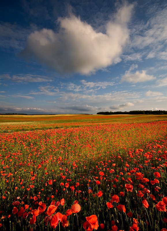land of poppies... фото превью