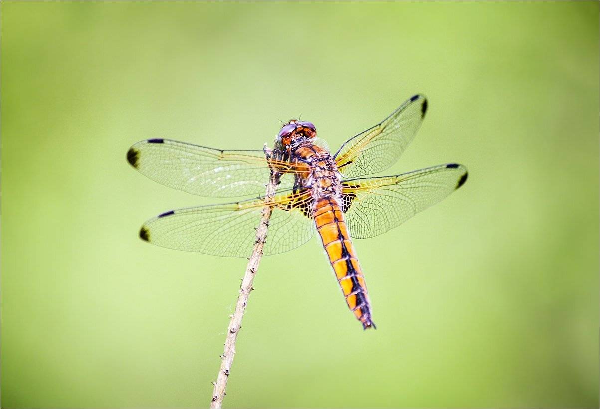 стрекоза, КарОл