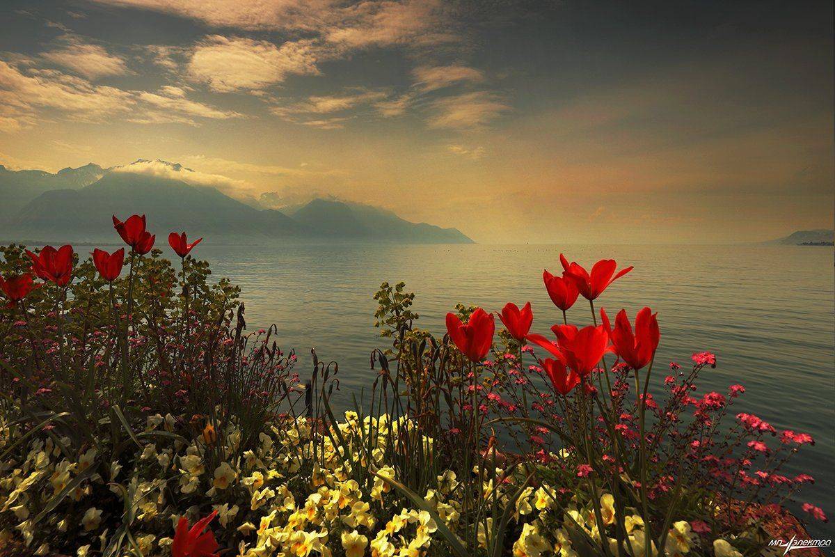 swiss, Матвеев Николай