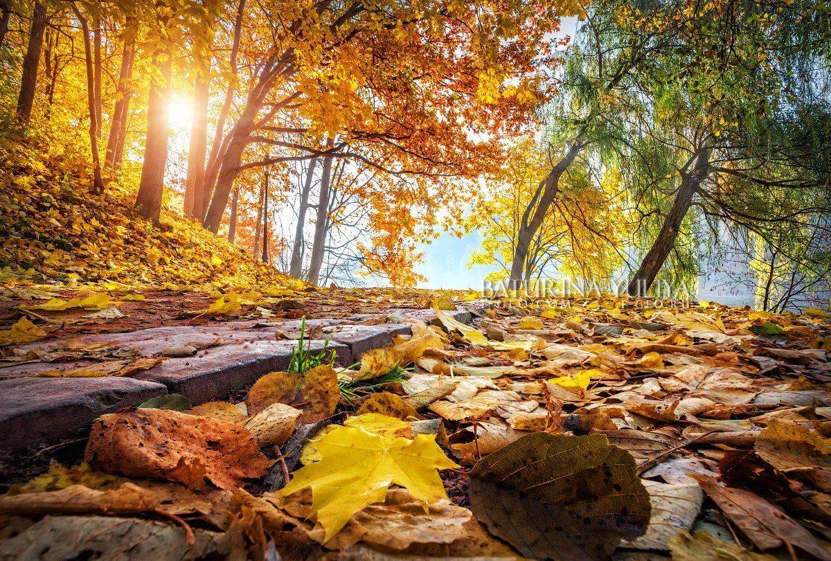 москва, царицыно, осень, Юлия Батурина