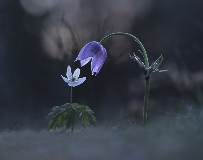 сон-трава, ветреница, закат, весна, природа Вдвоем с тобой... фото превью