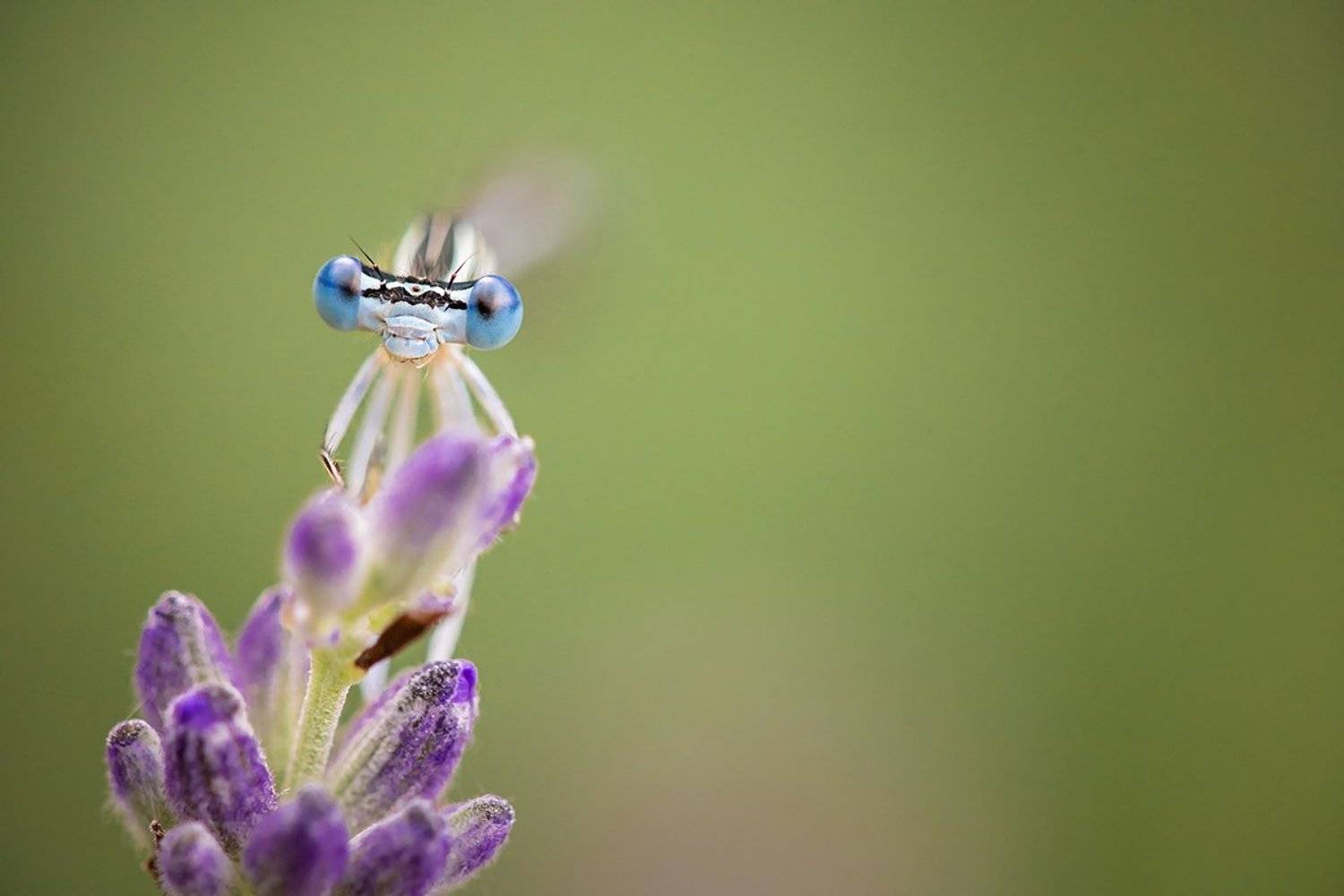 , Nicolae Fanurie Chirobocea