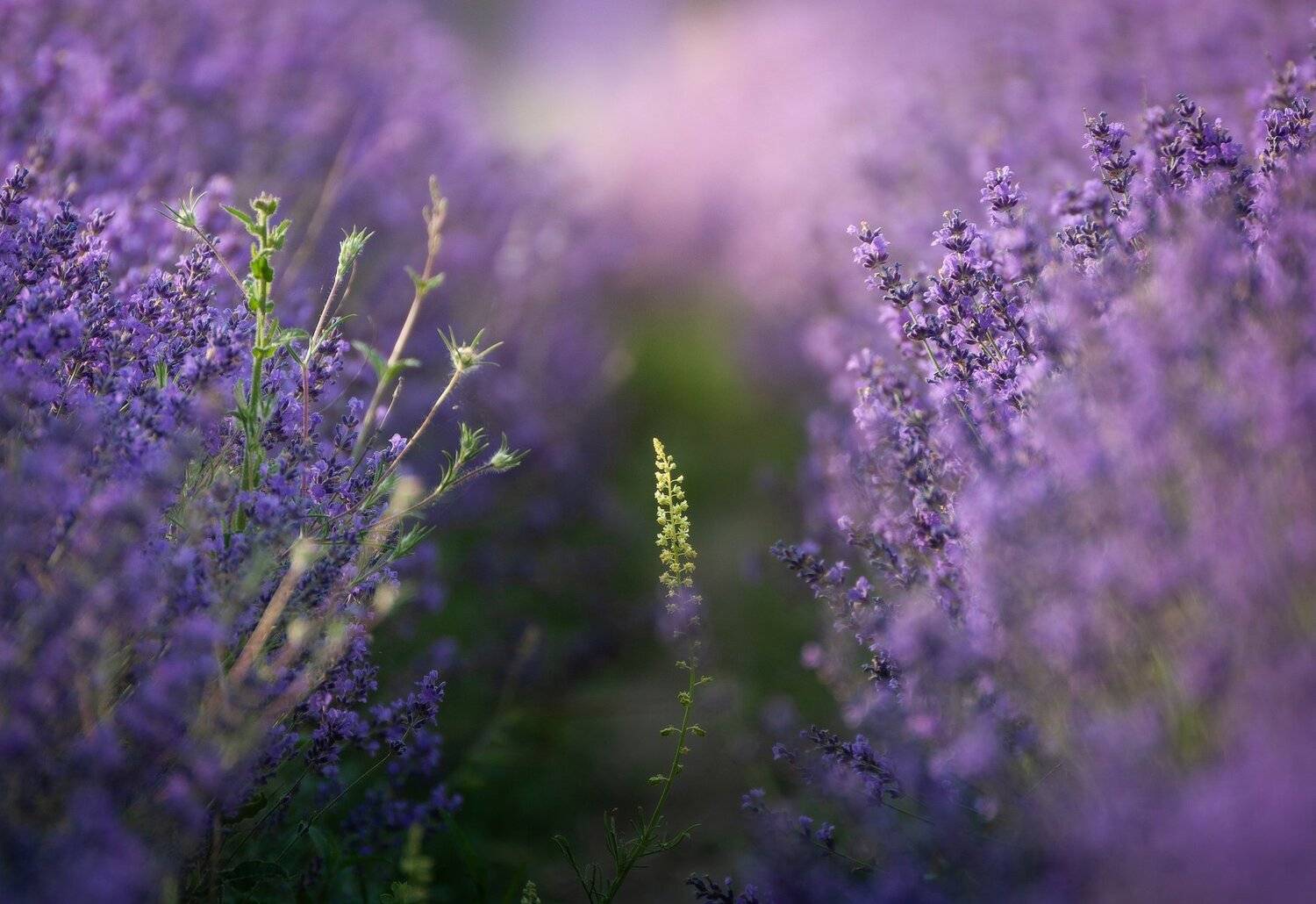 , Михаил Гапонов