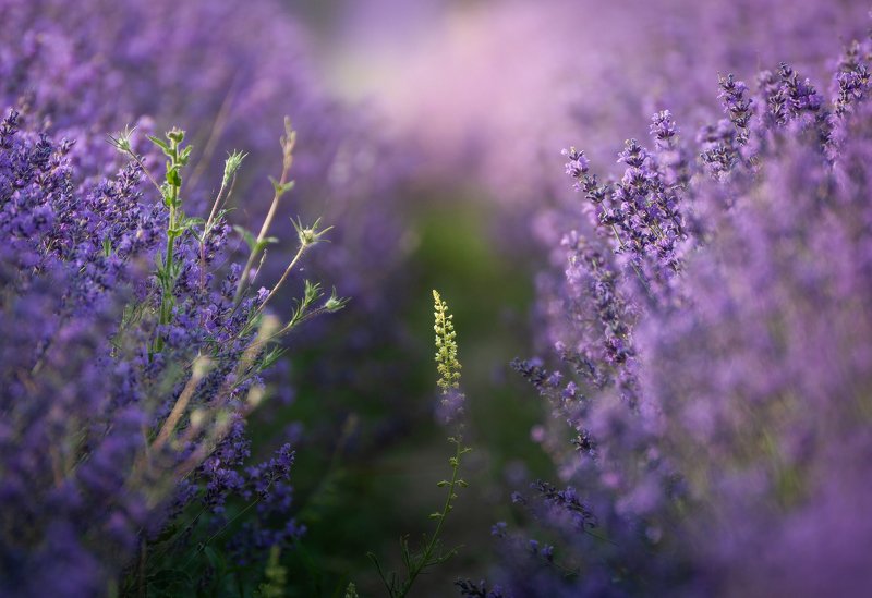 Среди лаванды... фото превью