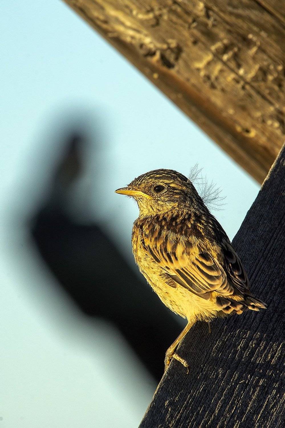 птица, дети, родители, Владимир Письмак