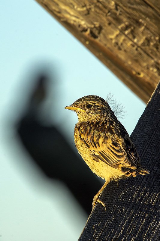 птица, дети, родители Призрачное будущее фото превью