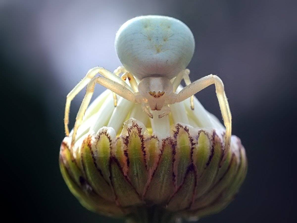 , Галина Горькавая