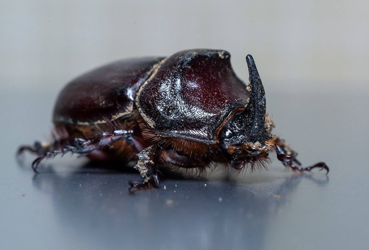 , Александр Земляной