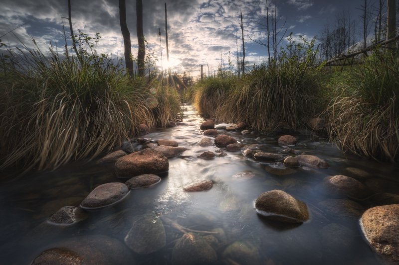 creek water river stones trees swamp grass Podlasie Poland Asylum... фото превью