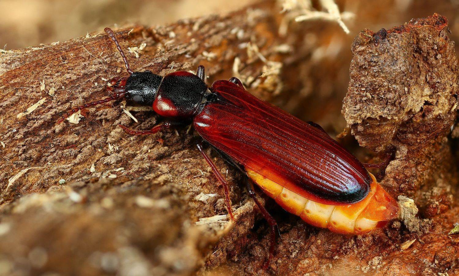 жук,макро,природа,усы,цвет,глаза,оранжевый, Андрей Шаповалов