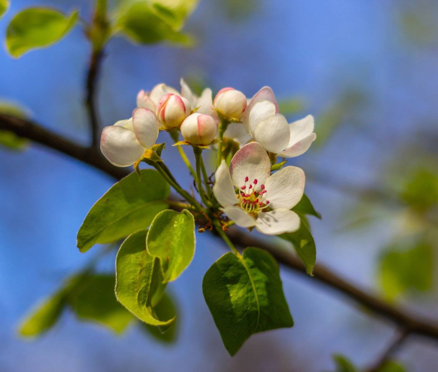 весна, цветы, Руслан Востриков