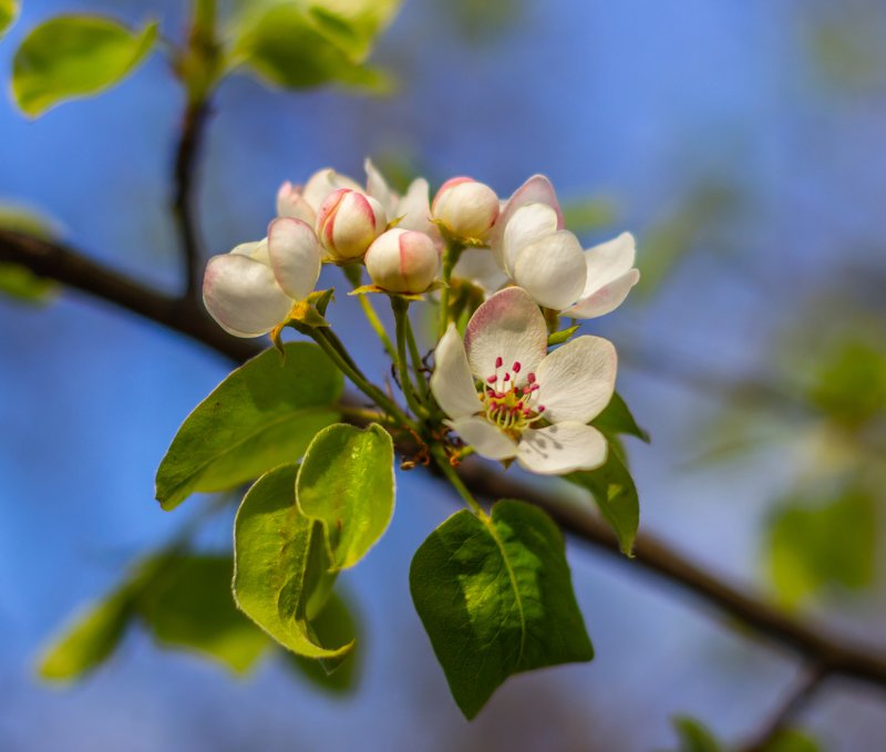 весна, цветы  фото превью