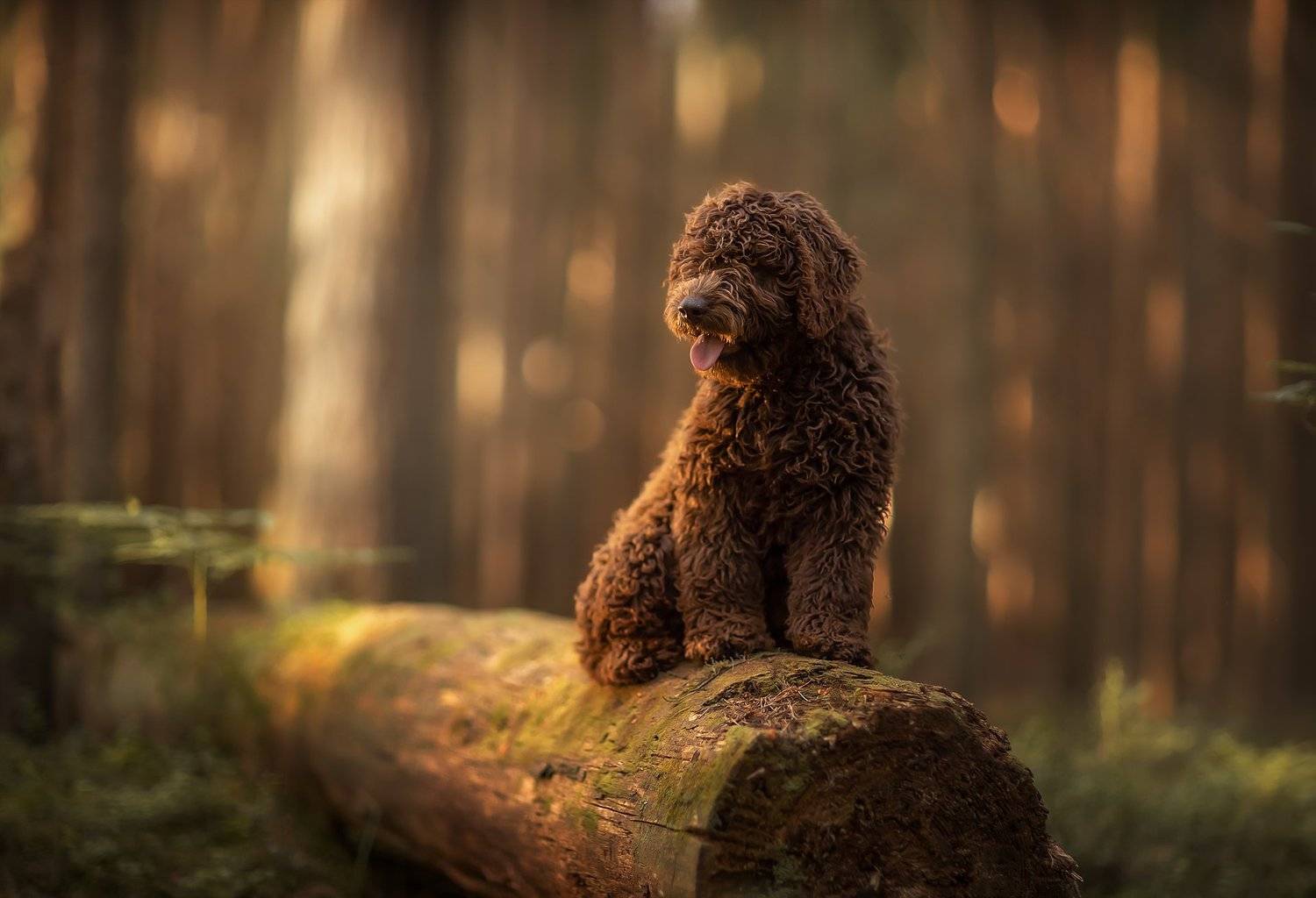 стеша, Александр Калинин