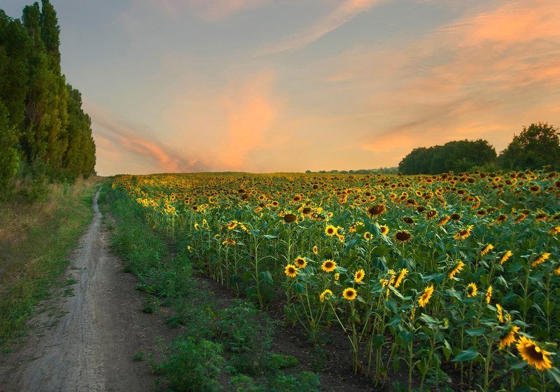 подсолнух,лето,поле,пейзаж Подсолнечник фото превью
