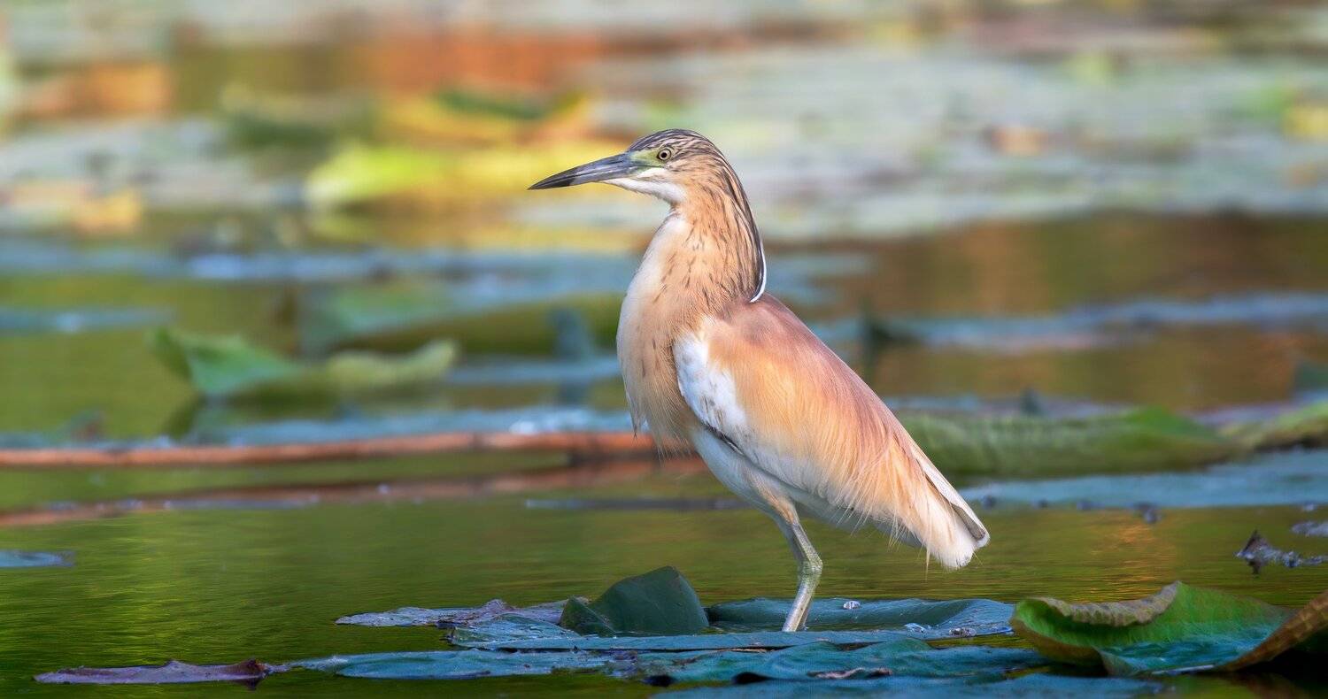 , Alexander Plekhanov