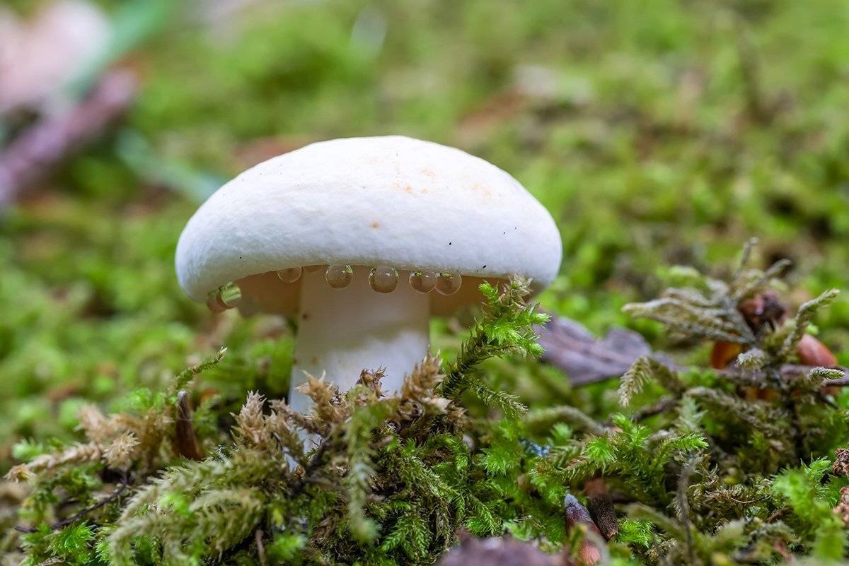 , Александр Земляной