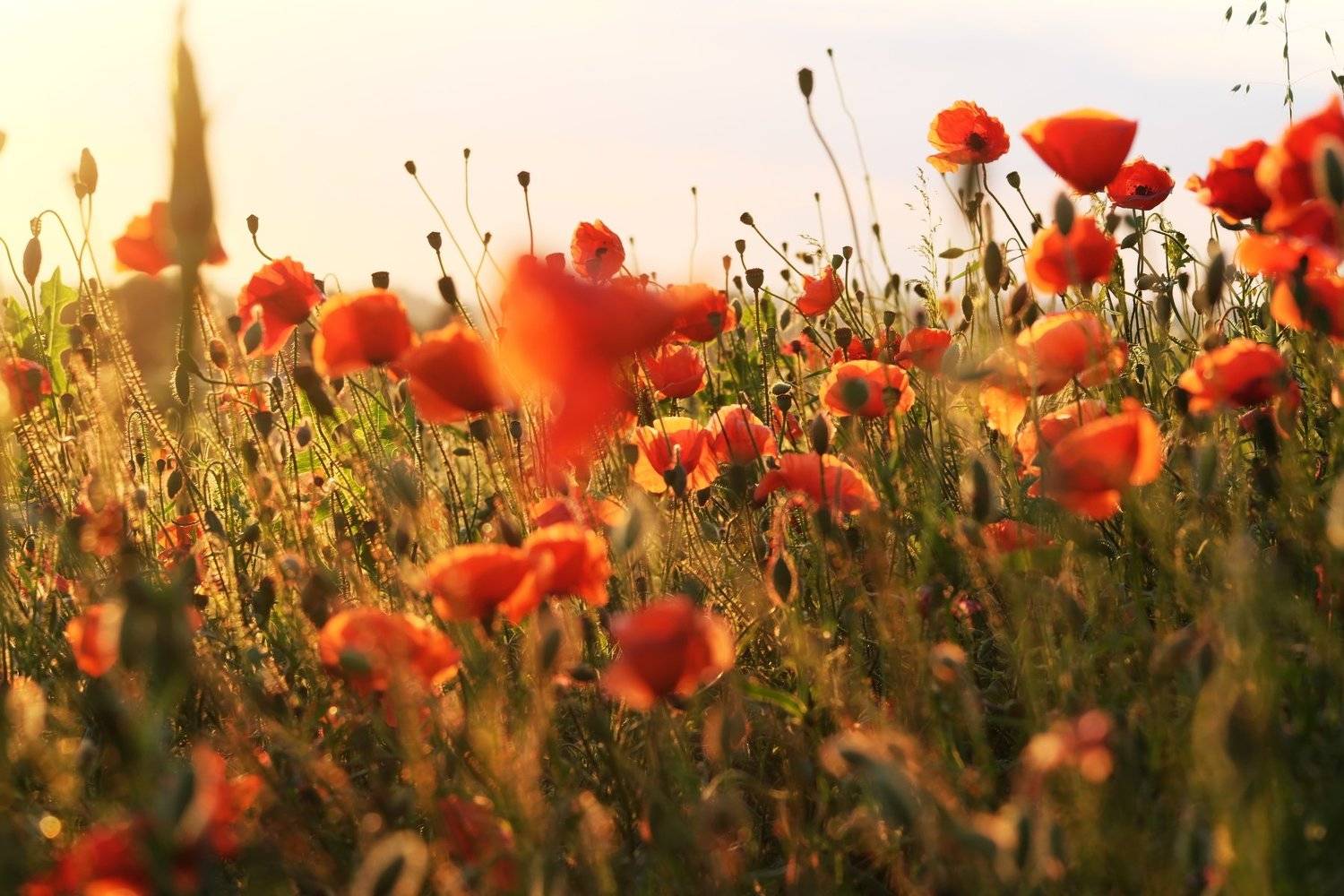 мак, poppies, Serg Pechenizhskiy