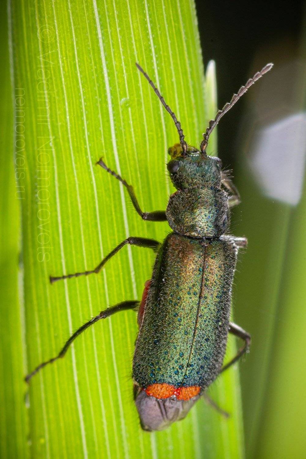 malachite beetle, Malachius bipustulatus, beetle, insect, Coleoptera, grass, green, morning, macro, close up, Pudomyagi, Gatchina district, Leningrad Region, Russia, Владимир Нейморовец