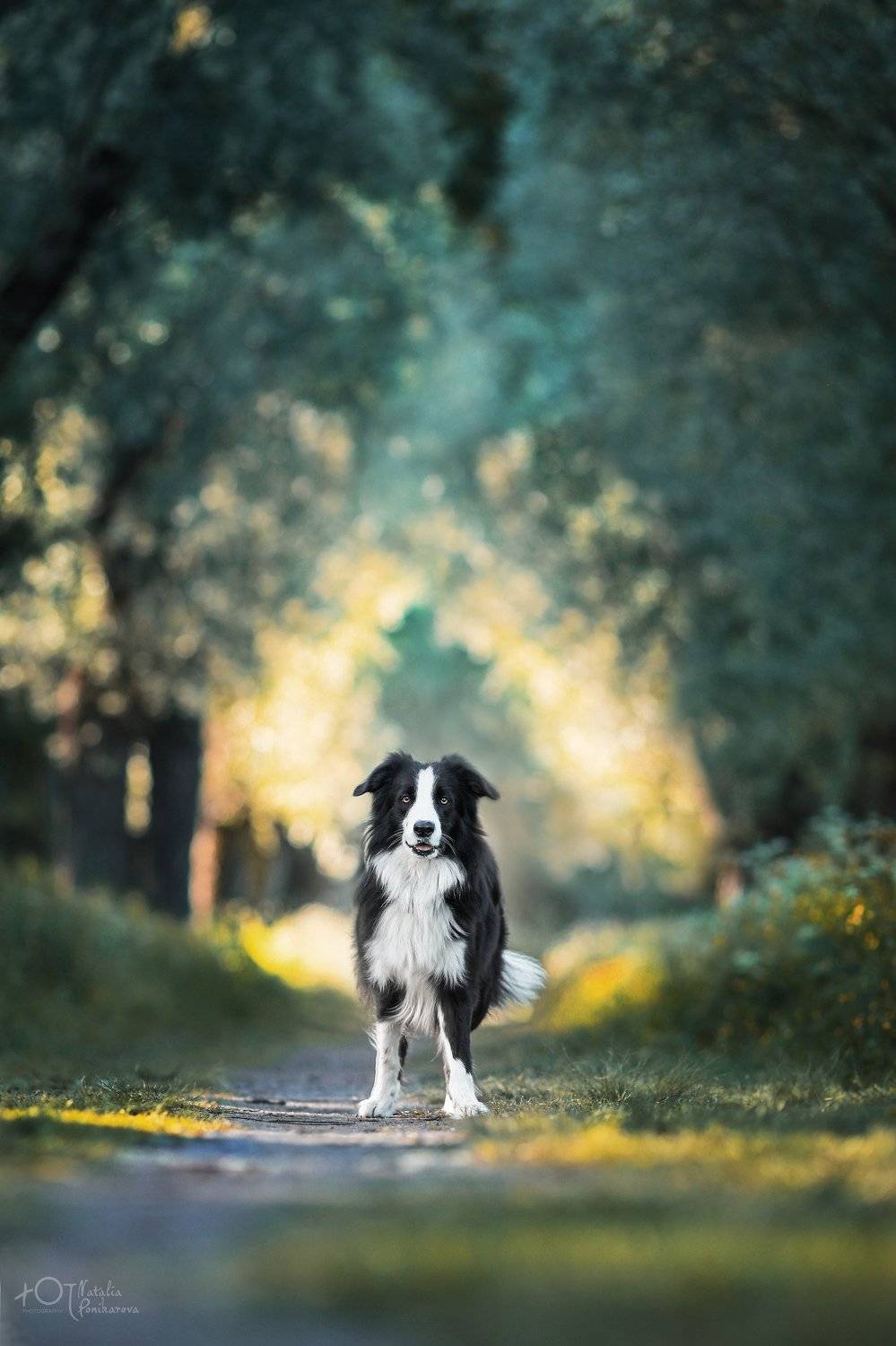 бордер лаки, Наталия Поникарова