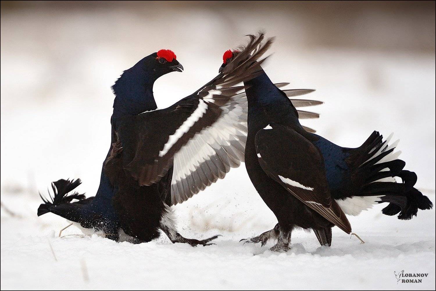 тетерев, птицы, сергиев, посад, пересвет, лобанов, Lobanov Roman