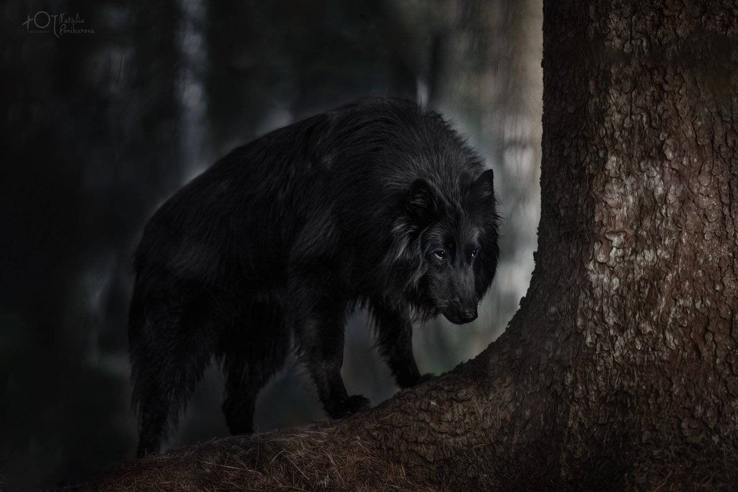 , Наталия Поникарова