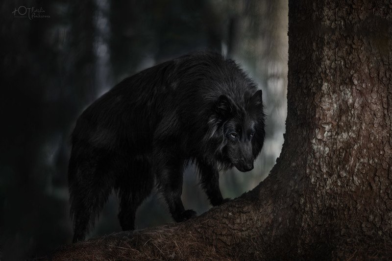 Ночной грюнендаль фото превью