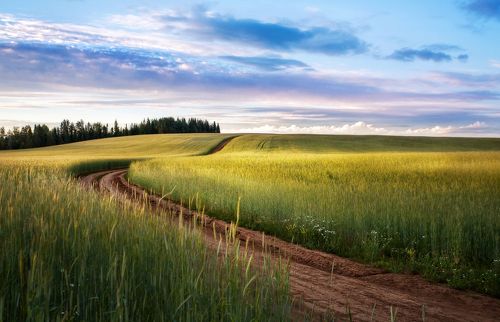 Поля Удмуртии, Шаркан 